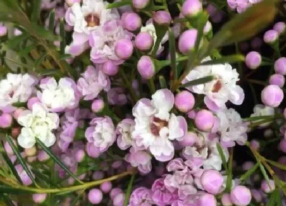 花语|不同颜色澳梅花语