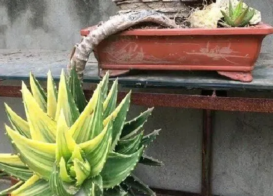 种植管理|芦荟断头怎么栽种 芦荟头断了还能栽培吗