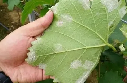 植物病害|葡萄叶子背面有白色东西怎么回事（叶子有白色像霜怎么办）