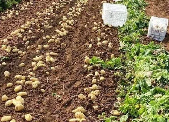 植物百科|土豆是什么季节的菜