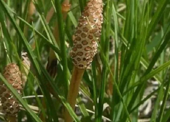 生长环境|能探测黄金的植物 靠近什么植物能找到黄金