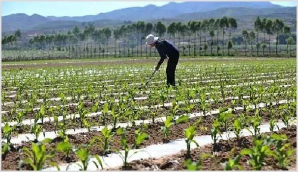 高产高质苞谷种植技巧方法 | 农业科普