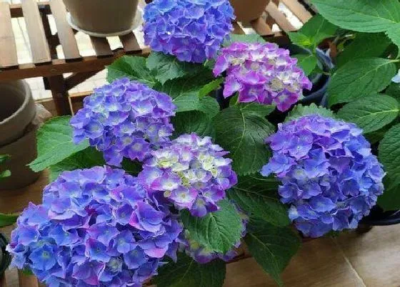 花语|绣球花花语及代表意义
