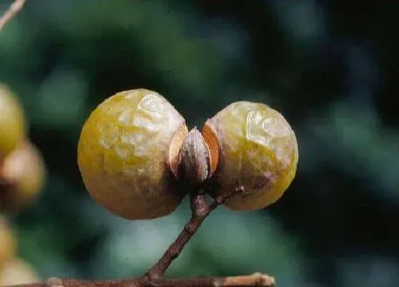 植物百科|无患子是什么植物