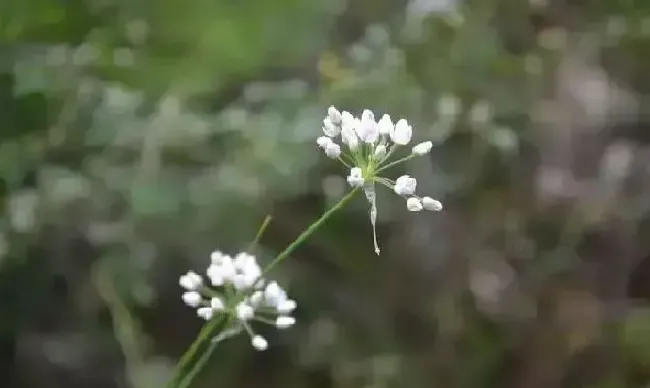 果实成熟|山葱花什么时候采摘