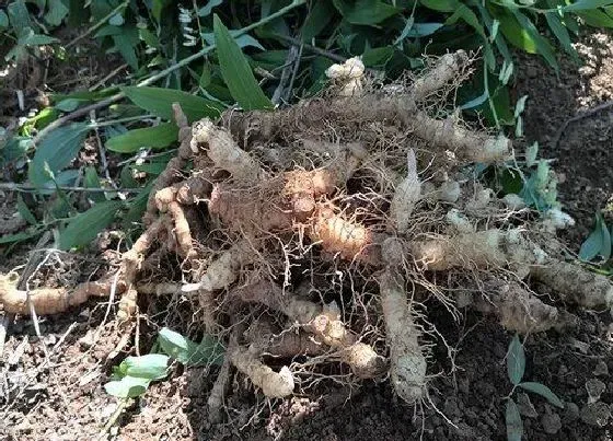 植物排行|根状茎植物有哪些