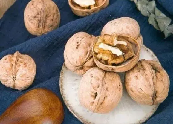 果实保存|核桃的储存方法