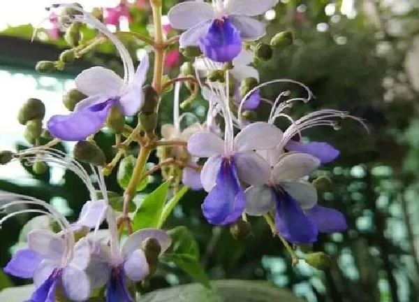 植物浇水|蝴蝶兰夏天多久浇一次水