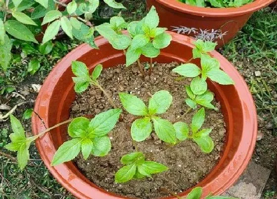 植物百科|指甲花冬天开花吗