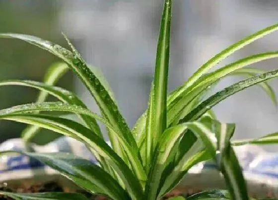 摆放常识|学生房间适合放什么植物