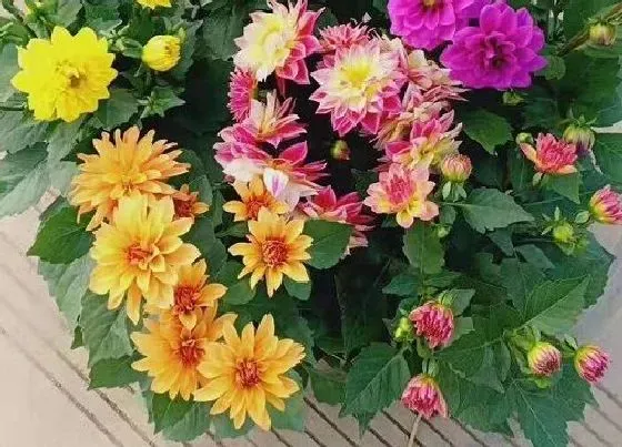 开花时间|大丽花四季开花吗