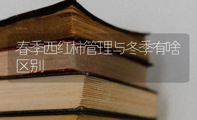 春季西红柿管理与冬季有啥区别 | 蔬菜种植