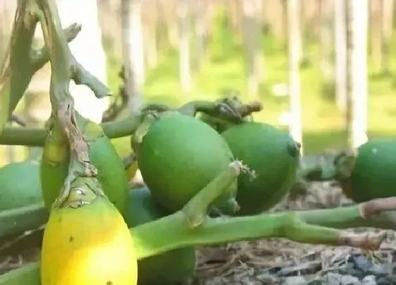 植物产地|槟榔是哪里产的