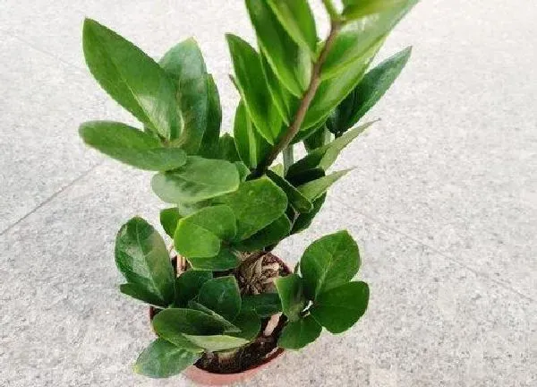 植物浇水|钱串子多长时间浇一次水