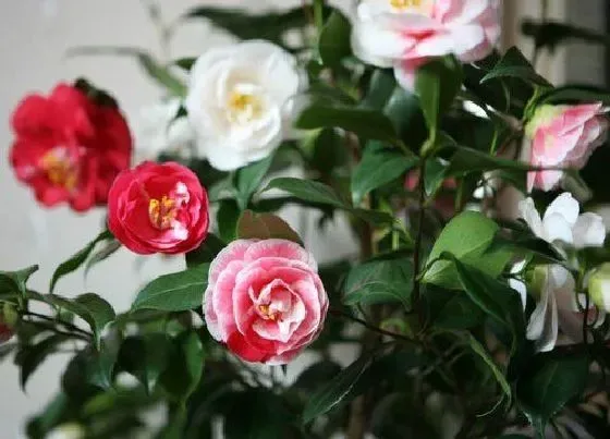 冬天植物|茶花耐寒最低温度（四季茶花冬天怎么养能过冬）