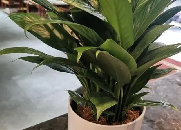 植物换土|白掌换土时间和方法