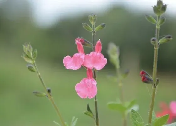 鲜花|鼠尾草怎么醒花 鲜切鼠尾草的醒花方法