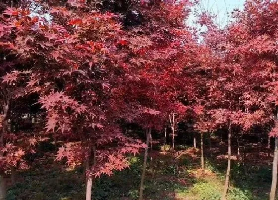 习性特点|梧桐树和枫树的区别与图片 叶子有什么区别