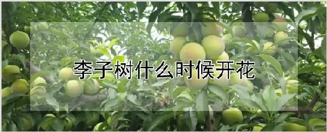 李子树什么时候开花 | 自然知识