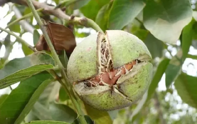 核桃除草不伤害树放方法 | 养殖技术