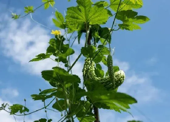 植物百科|癞瓜是多年生还是一年生的植物