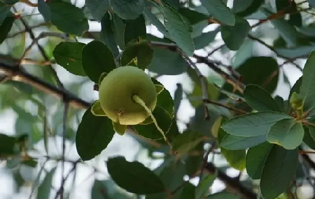 食用技巧|海桑果实怎么吃