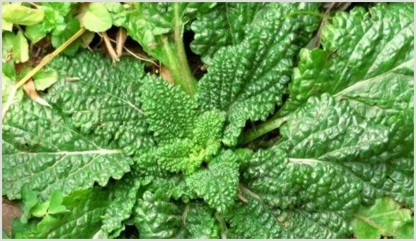 雪见草选种浸种、播种时间、播种后管理、病虫害防治 | 农业技术