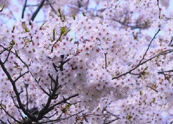 植物浇水|樱花树多久浇一次水