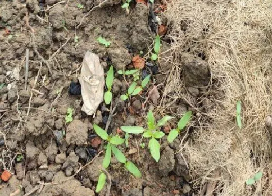 植物播种|青椒什么时候播种最好