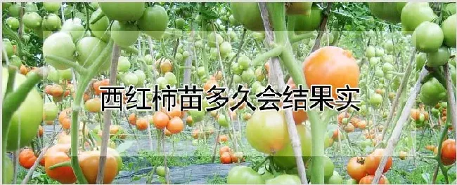 西红柿苗多久会结果实 | 养殖技术