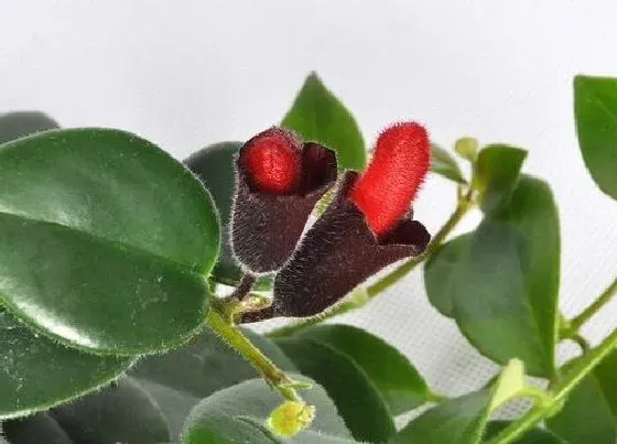 开花时间|口红花什么时候开花 一年开几次花