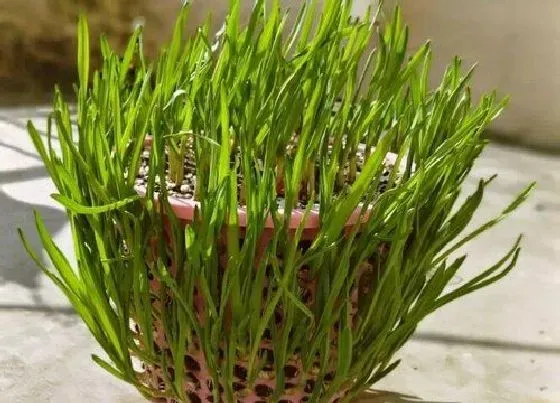 植物排行|须根系植物有哪些