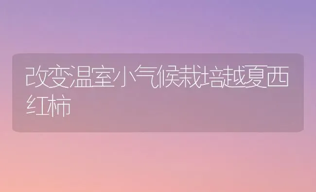 改变温室小气候栽培越夏西红柿 | 蔬菜种植