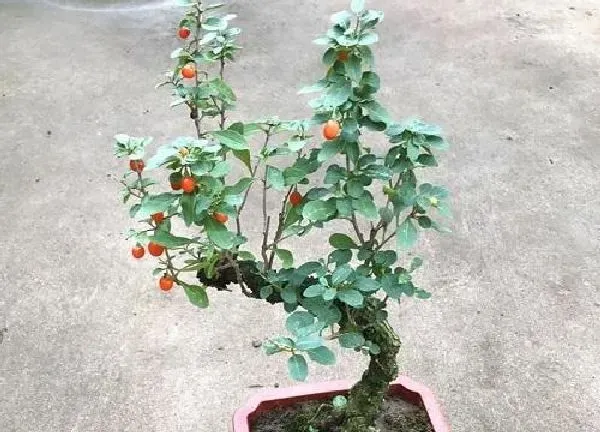 植物移栽|枸杞子树冬天能移栽吗 冬季能栽活吗