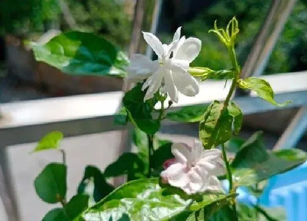 养殖科普|茉莉花开花后怎么处理 开完花后需要剪枝吗