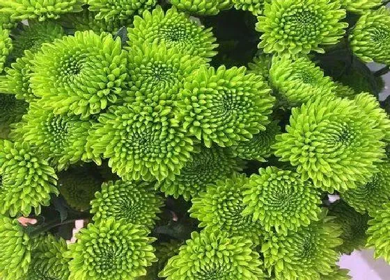 植物寓意|雏菊象征着什么意义