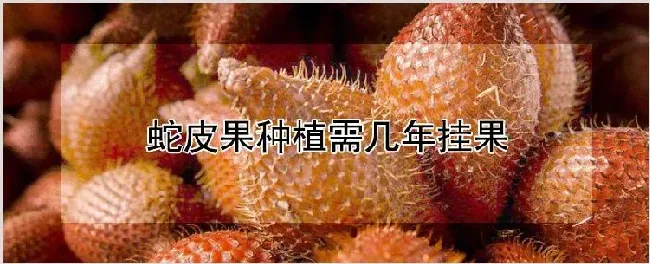 蛇皮果种植需几年挂果 | 农业科普