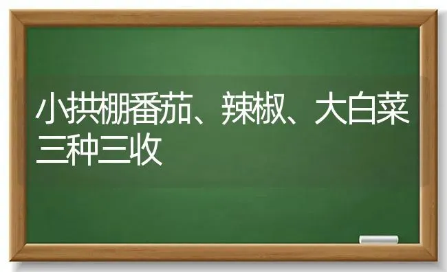 小拱棚番茄、辣椒、大白菜三种三收 | 蔬菜种植