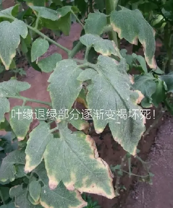 植物病害|大棚番茄枯萎病如何防治（种植的番茄苗枯萎应该怎么办）