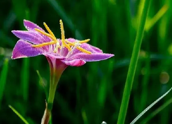 植物浇水|牛奶可以浇兰草花吗 牛奶浇兰草花的正确方法