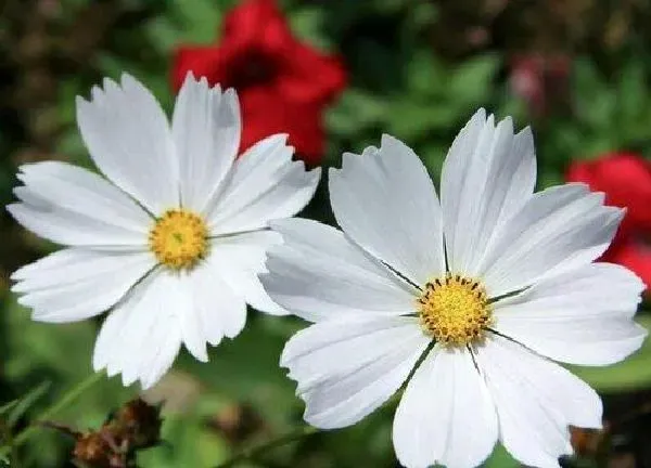 植物浇水|幸福花怎么浇水方法