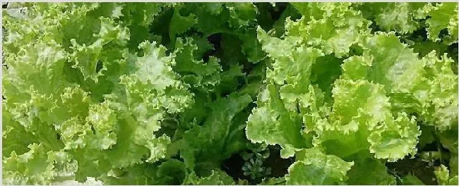 生菜怎么种 | 农业科普
