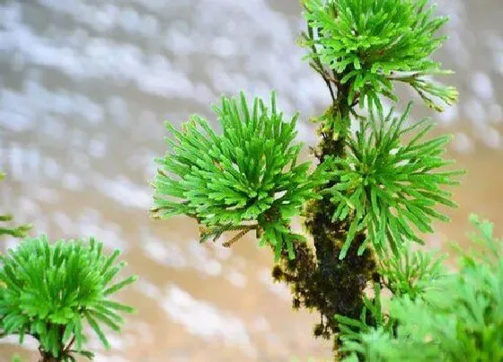 植物毒性|卷柏有毒吗 可以放在室内养吗