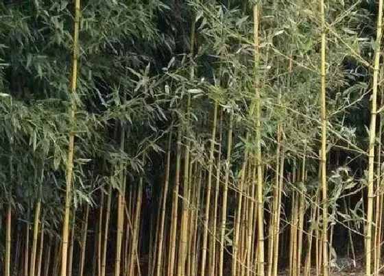 植物种类|竹子是什么季节的植物 竹子是哪个节气生长的