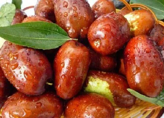 食用须知|狗狗可以吃冬枣吗（狗狗吃冬枣的好处）