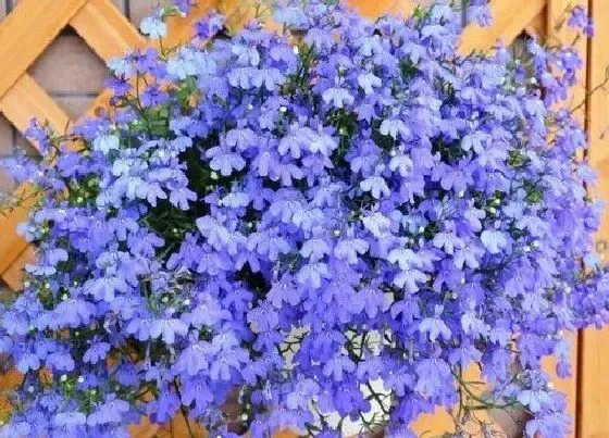 夏天植物|六倍利怎么度夏安全