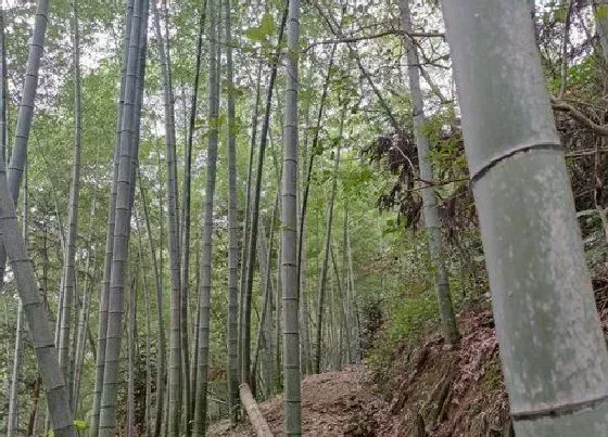 风水百科|坟上长竹子好不好意味着什么（坟墓上长竹子有什么影响）