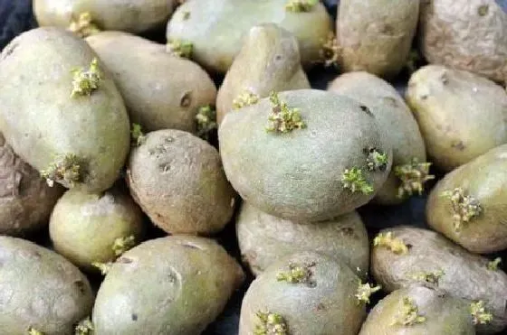 植物百科|土豆有种子吗 种子怎么种植
