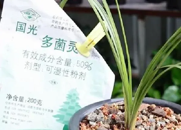 植物浇水|多菌灵可以浇兰花吗
