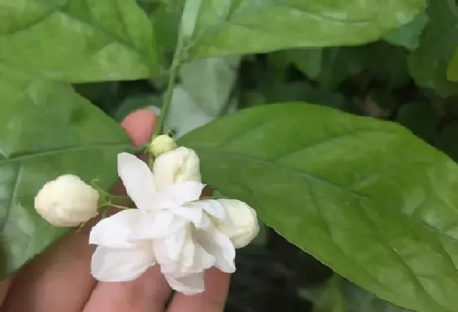 养殖科普|茉莉花僵苗是什么原因（茉莉花换盆后出现僵苗怎么处理）